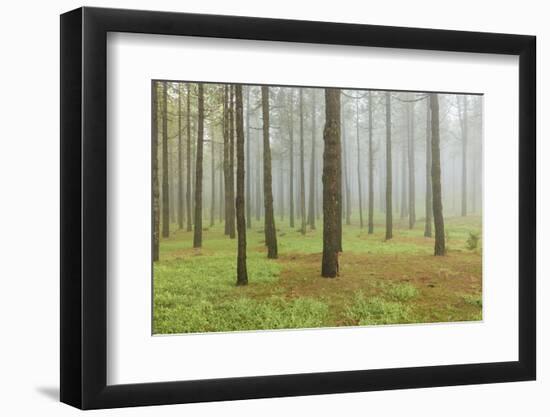 Fog, Coniferous Forest, Island La Palma, Canary Islands, Spain-Rainer Mirau-Framed Photographic Print