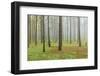 Fog, Coniferous Forest, Island La Palma, Canary Islands, Spain-Rainer Mirau-Framed Photographic Print