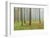 Fog, Coniferous Forest, Island La Palma, Canary Islands, Spain-Rainer Mirau-Framed Photographic Print