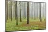 Fog, Coniferous Forest, Island La Palma, Canary Islands, Spain-Rainer Mirau-Mounted Photographic Print