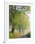 Fog Covered Road Through Landscape, Cades Cove, Great Smoky Mountains National Park, Tennessee, USA-Adam Jones-Framed Photographic Print