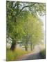 Fog Covered Road Through Landscape, Cades Cove, Great Smoky Mountains National Park, Tennessee, USA-Adam Jones-Mounted Photographic Print