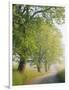 Fog Covered Road Through Landscape, Cades Cove, Great Smoky Mountains National Park, Tennessee, USA-Adam Jones-Framed Photographic Print