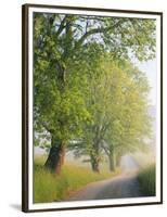 Fog Covered Road Through Landscape, Cades Cove, Great Smoky Mountains National Park, Tennessee, USA-Adam Jones-Framed Photographic Print