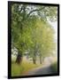 Fog Covered Road Through Landscape, Cades Cove, Great Smoky Mountains National Park, Tennessee, USA-Adam Jones-Framed Photographic Print