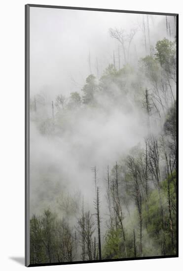 Fog drifting through black burned trees on mountain side, Great Smoky Mountains NP, Tennessee-Adam Jones-Mounted Photographic Print