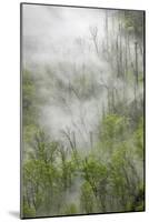 Fog drifting through black burned trees on mountain side, Great Smoky Mountains NP, Tennessee-Adam Jones-Mounted Photographic Print