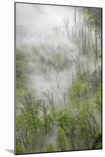 Fog drifting through black burned trees on mountain side, Great Smoky Mountains NP, Tennessee-Adam Jones-Mounted Photographic Print