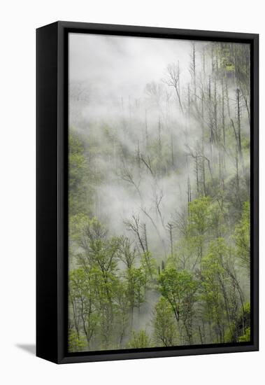Fog drifting through black burned trees on mountain side, Great Smoky Mountains NP, Tennessee-Adam Jones-Framed Stretched Canvas