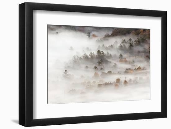 Fog filled valley at sunrise, Blue Ridge Parkway, Brevard, North Carolina-Adam Jones-Framed Photographic Print