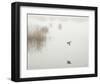 Fog Flyer-Eve Turek-Framed Art Print