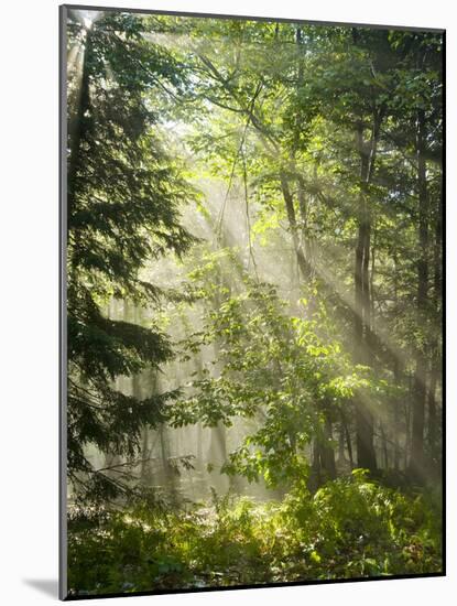 Fog Glowing Thru Trees in Pennsylvania after Rain Storm-James Shive-Mounted Photographic Print