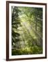 Fog Glowing Thru Trees in Pennsylvania after Rain Storm-James Shive-Framed Photographic Print