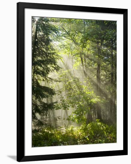 Fog Glowing Thru Trees in Pennsylvania after Rain Storm-James Shive-Framed Photographic Print