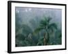 Fog in Cloud Forest, Wilson Botanical Gardens, Costa Rica-Cindy Miller Hopkins-Framed Photographic Print