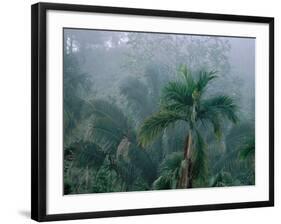 Fog in Cloud Forest, Wilson Botanical Gardens, Costa Rica-Cindy Miller Hopkins-Framed Photographic Print