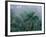 Fog in Cloud Forest, Wilson Botanical Gardens, Costa Rica-Cindy Miller Hopkins-Framed Photographic Print