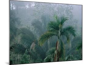 Fog in Cloud Forest, Wilson Botanical Gardens, Costa Rica-Cindy Miller Hopkins-Mounted Photographic Print