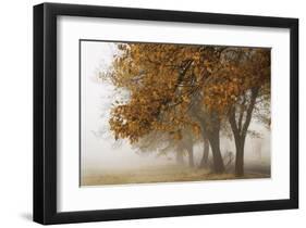 Fog in Fall-David Winston-Framed Giclee Print