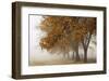 Fog in Fall-David Winston-Framed Giclee Print