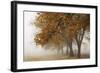 Fog in Fall-David Winston-Framed Giclee Print