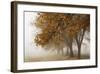 Fog in Fall-David Winston-Framed Giclee Print