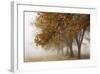 Fog in Fall-David Winston-Framed Giclee Print