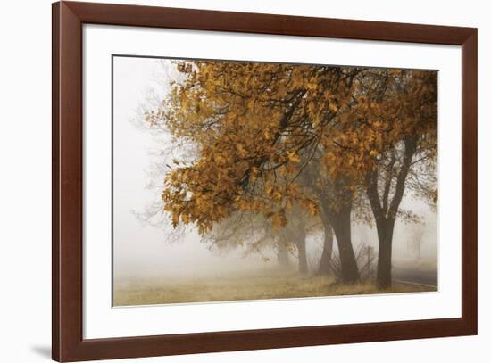 Fog in Fall-David Winston-Framed Giclee Print