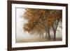 Fog in Fall-David Winston-Framed Giclee Print