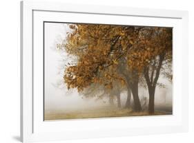 Fog in Fall-David Winston-Framed Giclee Print