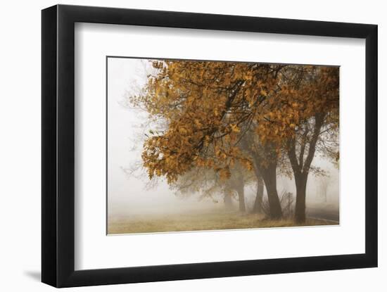 Fog in Fall-David Lorenz Winston-Framed Art Print