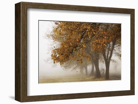 Fog in Fall-David Lorenz Winston-Framed Art Print