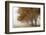 Fog in Fall-David Lorenz Winston-Framed Art Print