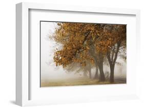Fog in Fall-David Lorenz Winston-Framed Art Print
