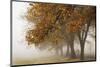 Fog in Fall-David Lorenz Winston-Mounted Art Print
