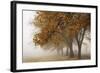 Fog in Fall-David Lorenz Winston-Framed Art Print