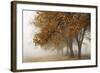 Fog in Fall-David Lorenz Winston-Framed Art Print