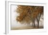 Fog in Fall-David Lorenz Winston-Framed Art Print