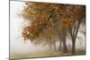 Fog in Fall-David Lorenz Winston-Mounted Art Print