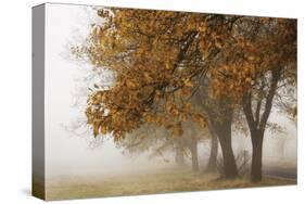 Fog in Fall-David Lorenz Winston-Stretched Canvas