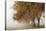 Fog in Fall-David Lorenz Winston-Stretched Canvas