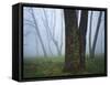 Fog in forest, Shenandoah National Park, Virginia, USA-Charles Gurche-Framed Stretched Canvas