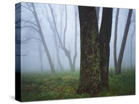 Fog in forest, Shenandoah National Park, Virginia, USA-Charles Gurche-Stretched Canvas