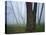 Fog in forest, Shenandoah National Park, Virginia, USA-Charles Gurche-Stretched Canvas