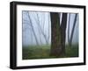 Fog in forest, Shenandoah National Park, Virginia, USA-Charles Gurche-Framed Photographic Print