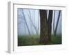 Fog in forest, Shenandoah National Park, Virginia, USA-Charles Gurche-Framed Photographic Print