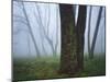 Fog in forest, Shenandoah National Park, Virginia, USA-Charles Gurche-Mounted Photographic Print