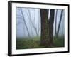 Fog in forest, Shenandoah National Park, Virginia, USA-Charles Gurche-Framed Photographic Print