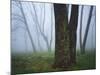 Fog in forest, Shenandoah National Park, Virginia, USA-Charles Gurche-Mounted Photographic Print