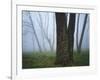 Fog in forest, Shenandoah National Park, Virginia, USA-Charles Gurche-Framed Photographic Print
